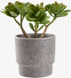 JOSTEINPlanta artificial JOSTEIN A23cm Crassula ovata
